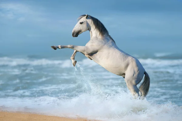 Galope Criação Cavalos Brancos Longo Praia — Fotografia de Stock