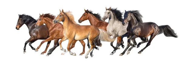 Stádo Koní Běží Rychle Bílé Pozadí — Stock fotografie