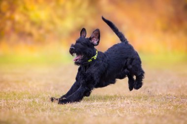  Dev Schnauzer köpek oyun sonbahar peyzaj