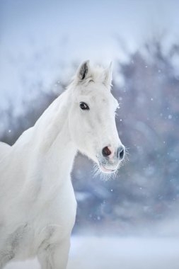 White horse kar manzara modunda çalıştırın