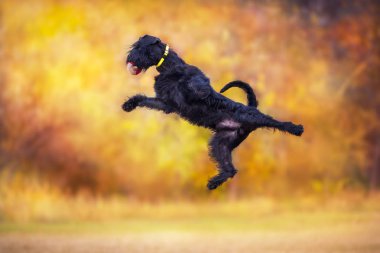  Dev Schnauzer oyun oyuncak sarı ve turuncu ile sonbahar yaprakları