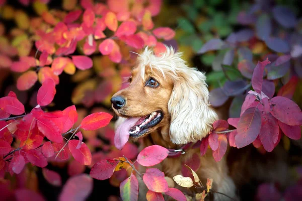 Английский Портрет Кокер Спаниеля Открытом Воздухе Осеннем Парке — стоковое фото