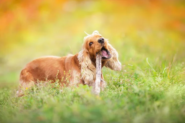 English Cocker Spaniel Rest Outdoor Autumn Park — Stock Photo, Image