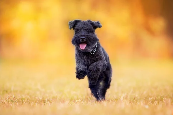 Preto Schnauzer Cão Pálido Parque Outono — Fotografia de Stock