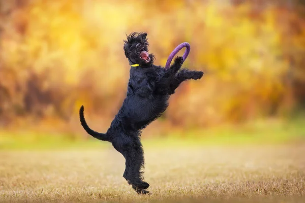 Cão Schnauzer Gigante Jogar Paisagem Outono — Fotografia de Stock