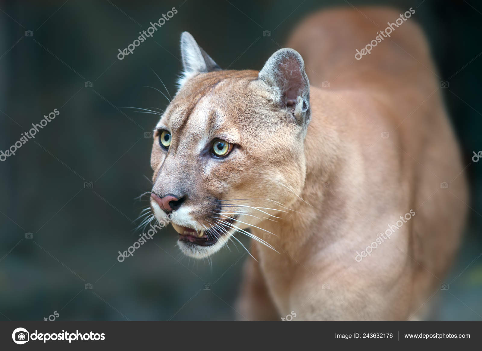 Puma Close Portrait Beautiful Eyes 