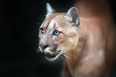 Puma portre kadar güzel gözlü siyah arka plan üzerine izole kapatmak