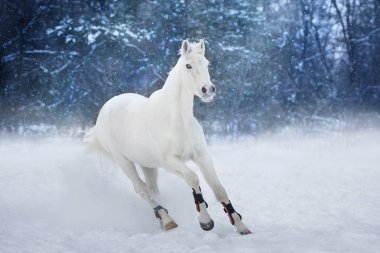 White horse kar manzara modunda çalıştırın