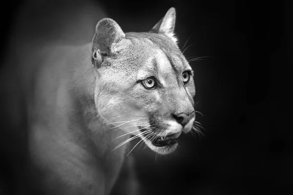 Puma Close Portrait Beautiful Eyes Isolated Black Background Black White — Stock Photo, Image