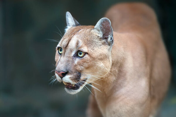 Puma close up portrait with beautiful eyes 