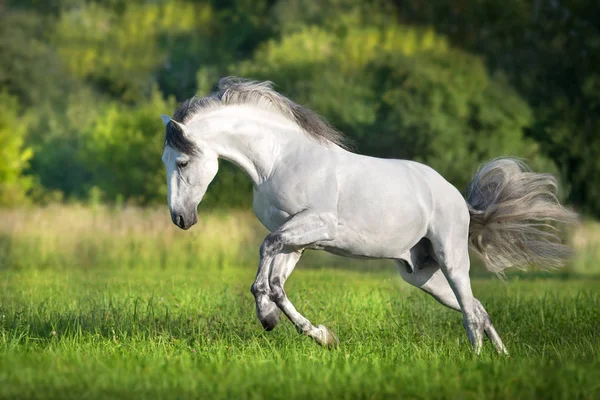 Caballo Blanco Andaluz Corre Galope Campo Verano Pura Raza Española —  Fotos de Stock