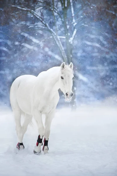 白馬の雪の風景の中を実行 — ストック写真