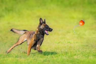 Malinois çoban köpeği yaz sahasında koş ve top oyuncağı oyna