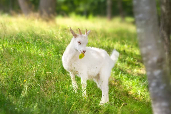 Gyönyörű Aranyos Kecske Gyerek Zöld Tavasszal — Stock Fotó