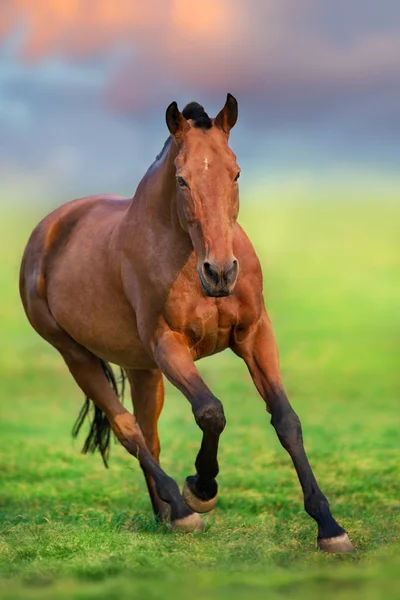 Кінь Русі Весняному Польовому Пейзажі — стокове фото