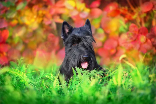 Scottish Terrier Retrato Paisagem Outono — Fotografia de Stock