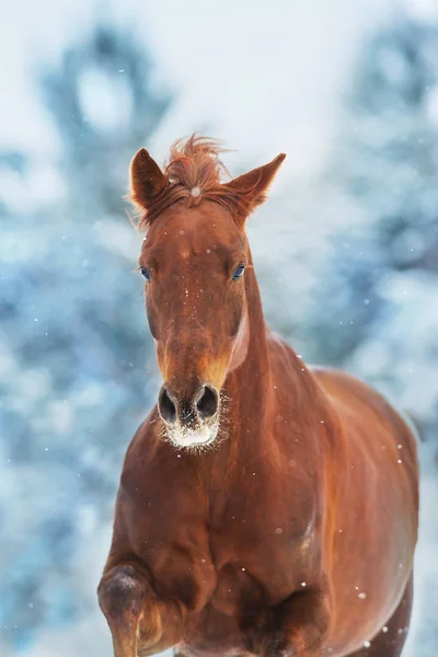 冬の雪の日で早く走る長いたてがみと赤い馬 — ストック写真