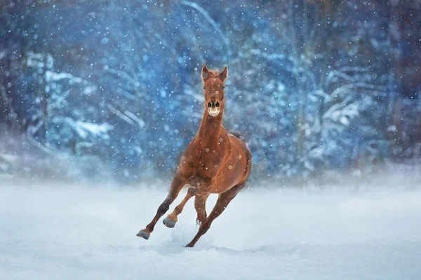 冬の雪の日で早く走る長いたてがみと赤い馬 — ストック写真