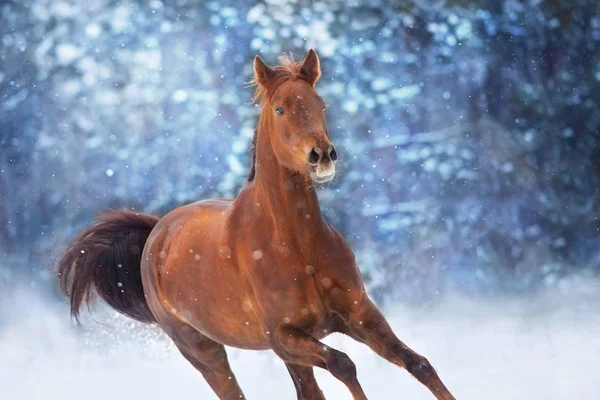 冬の雪の日で早く走る長いたてがみと赤い馬 — ストック写真