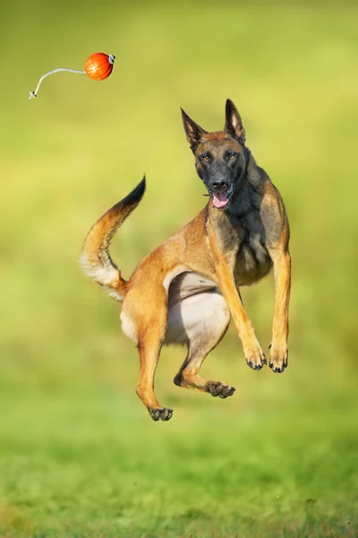 Malinois Cão Pastor Correr Jogar Brinquedo Bola Campo Verão — Fotografia de Stock