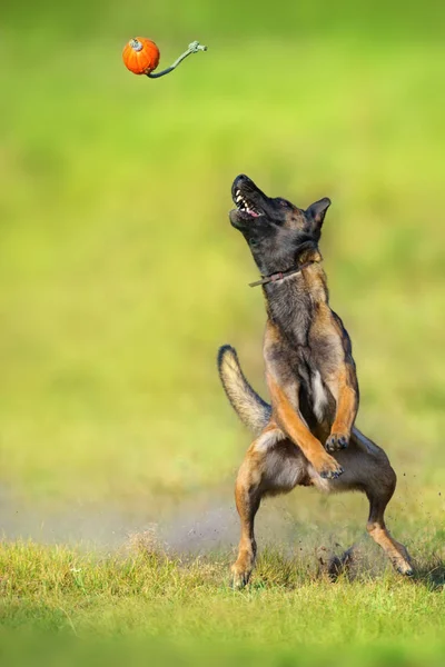 马利诺斯牧羊犬在夏天的田里跑来跑去玩球 — 图库照片
