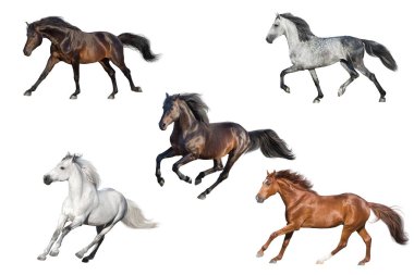 Horse collection isolated on white background clipart
