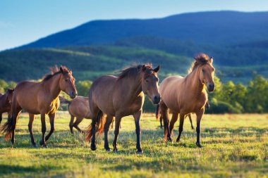 Dağ manzarasına karşı bahar yeşil çayır üzerinde sürü atlar