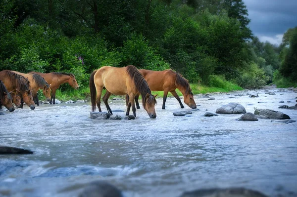 Cavalos Bebem Rio — Fotografia de Stock