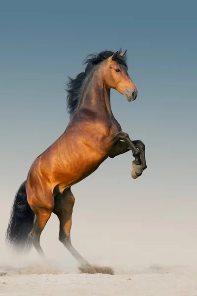 Bay Stallion Long Mane Rearing — Stock Photo, Image