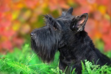 İskoç korkunç portre sonbahar peyzaj
