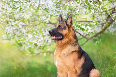 Kayısı çiçeği Alman shephard portre
