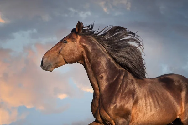 Bay Horse Portrait Long Mane Close Motion — Stock Photo, Image