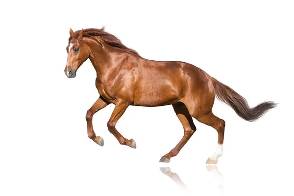 Red Stallion Isolated White Background — Stock Photo, Image