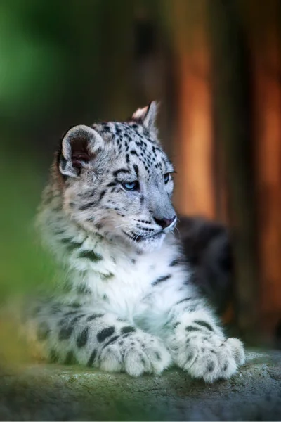 Zavřít Sníh Leopard Portrét — Stock fotografie