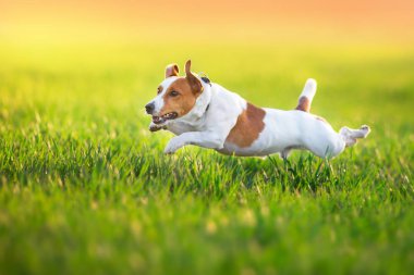 Jack Russel Teriyer yeşil yay tarlasında koşar