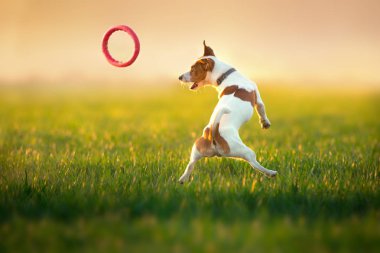 Jack Russel Teriyer yeşil yay tarlasında koşar