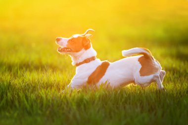 Jack Russel Teriyer yeşil yay tarlasında koşar