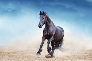 Siyah Frisian aygır mavi gökyüzüne karşı çöl tozu çalıştırmak