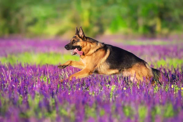 Alemán Shephard Perro Corriendo Flores Prado —  Fotos de Stock