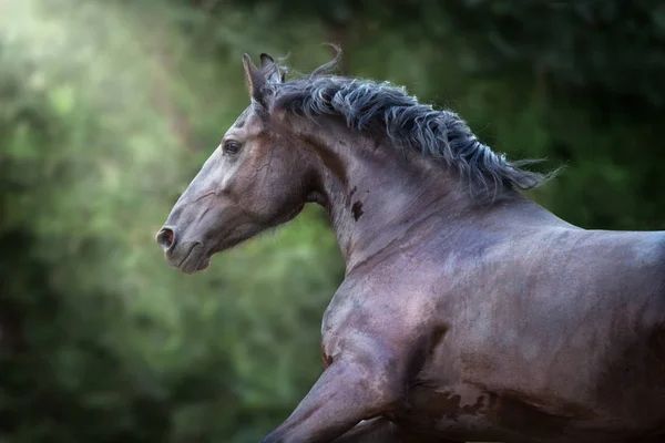 Belo Cavalo Frísio Fechar Retrato Fundo Escuro — Fotografia de Stock