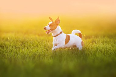 Jack Russel Teriyer yeşil yay tarlasında koşar