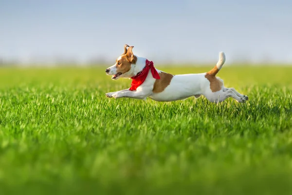 Jack Russel Terrier Correre Sul Campo Verde Primavera — Foto Stock