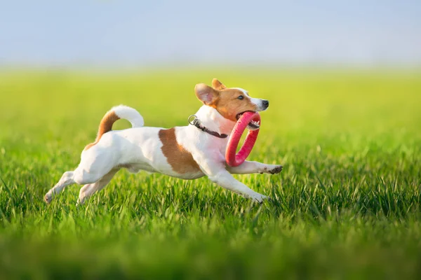 Jack Russel Terrier Run Green Spring Field — Stock Photo, Image