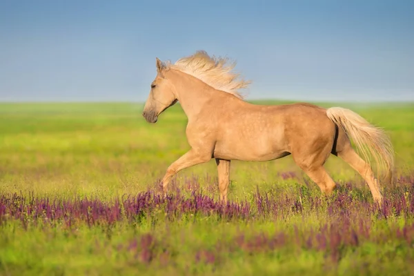 Cremello Άλογο Μακριά Χαίτη Δωρεάν Τρέχει Λιβάδι Λουλούδια — Φωτογραφία Αρχείου