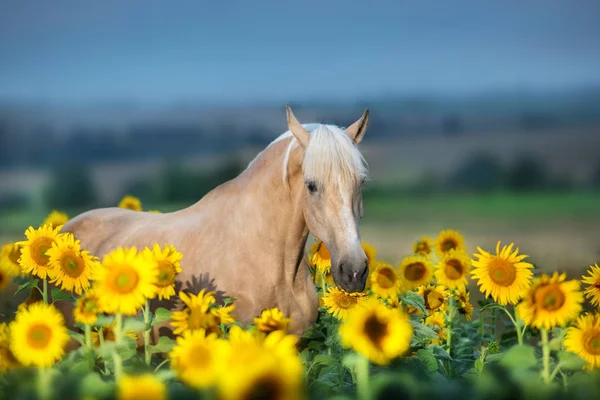 Retrato Caballo Palomino Girasoles Atardecer — Foto de Stock