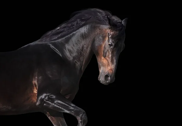 Caballo Castaño Aislado Sobre Fondo Blanco — Foto de Stock