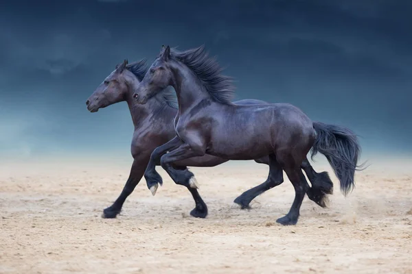 Dos Caballos Frisios Corren Galopando Sobre Polvo Del Desierto Contra —  Fotos de Stock