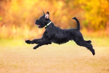  Dev Schnauzer oyun oyuncak sarı ve turuncu ile sonbahar yaprakları