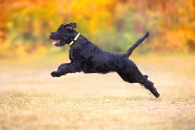  Dev Schnauzer oyun oyuncak sarı ve turuncu ile sonbahar yaprakları