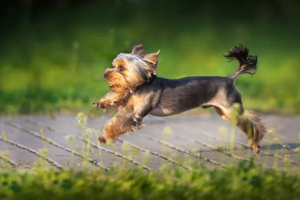 Yorkshire Terrier Courir Rapidement Sur Route Verte Parc Printemps — Photo